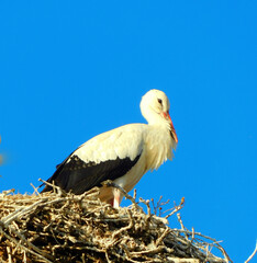 white stork on clear sky day, showcasing animal wildlife