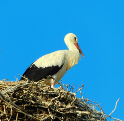 white stork on clear sky day, showcasing animal wildlife
