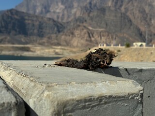 dead animal at Wadi Dayqah Dam, Muscat, Oman visitor center with on a hot sunny day 