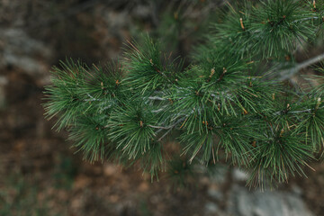 Fluffy branches of green pine tree. . Close-up.