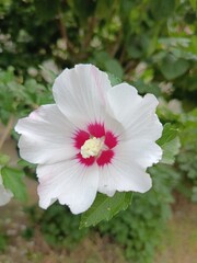 big bushes with delicate pink hibiscus flowers in the summer garden.Floral wallpaper.