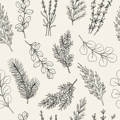 Hand drawn essential oil plants seamless pattern. Cypress, pine, thyme, cedar, eucalyptus, lavender, juniper, marjoram - obrazy, fototapety, plakaty