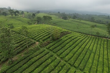 Aerial view of Tea plantation. Camellia sinensis is a tea plant, a species of plant whose leaves and shoots are used to make tea.