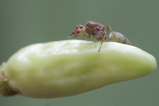 A queen weaver ant is resting on a chili fruit. This insect has the scientific name Oecophylla Smaragdina.
