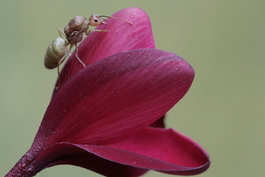 A queen weaver ant is resting on a frangipani flower. This insect has the scientific name Oecophylla Smaragdina.