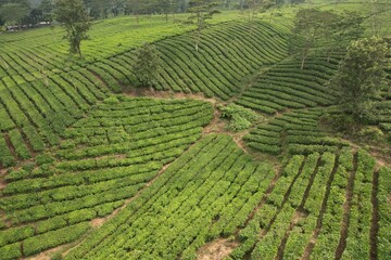 Aerial view of Tea plantation. Camellia sinensis is a tea plant, a species of plant whose leaves and shoots are used to make tea.