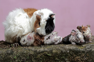 A female guinea pig mother is cleaning the body of her newborn babies. This rodent mammal has the...
