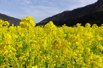 田舎の菜の花畑