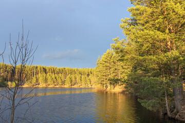 Fototapeta premium pine forest on the shore of a pond
