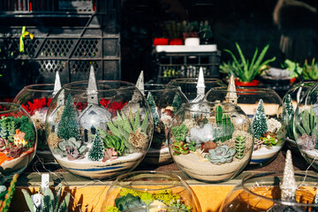 Terrarium with succulent plant on display