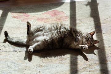 A fluffy, grey and white striped domestic tabby cat lies on her side in the sunshine.
