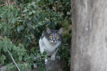 Adult, grey and white feral cat with large, bright yellow eyes full of fear. © Yehoshua Halevi