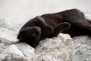 Black cat rolling over and scratching its head and back on a rough, rocky surface.