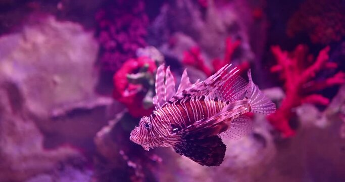 Underwater world corals and beautiful zebra fish. Tropical beautiful fish concept