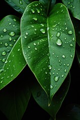 A beautiful fresh green leaf covered with raindrops and highlighted by the sun. The plant has a beautiful expressive structure.