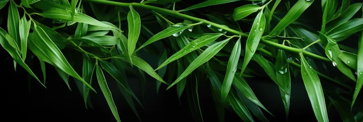 Fensteraufkleber Nature of green leaf in garden at summer. Natural green leaves plants using as spring background cover page environment ecology or greenery wallpaper © Landscape Planet