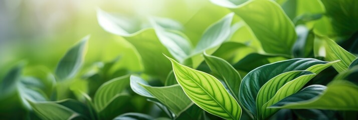 Green tea bud and fresh leaves. Tea plantations. Small depth of