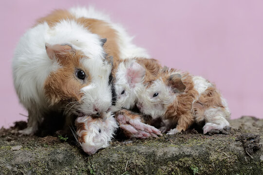 A female guinea pig mother is cleaning the body of her newborn babies. This rodent mammal has the scientific name Cavia porcellus.