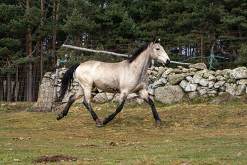 Un caballo blanco con las patas negras corriendo en libertad por una pradera