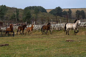 Una manada de cuatro caballos de varios colores corriendo en libertad por una verde pradera