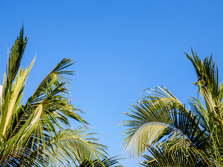 Palm branches over blue sky background