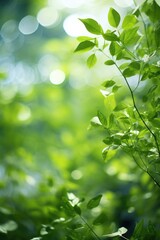Fototapeta na wymiar Beautiful nature view of green leaf on blurred greenery background in garden and sunlight with copy space using as background natural green plants landscape, ecology,