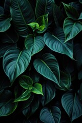 closeup nature view of green leaf and palms background. Flat lay, dark nature concept, tropical leaf