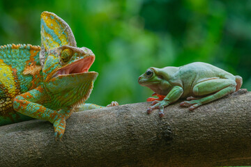 A male veiled chameleon and dumpy frog together on a curvy branch, natural bokeh background