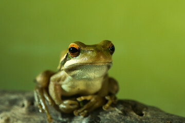 Montevideo Treefrog, Hyla Pulchela,  La Pampa, Patagonia,Argentina.