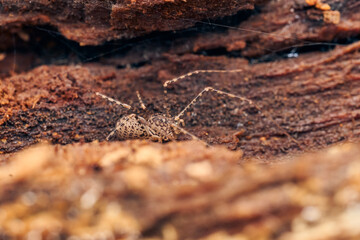 Macro of a light brown spider on a tree.