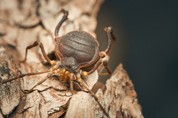 Details of a brown Opillion walking