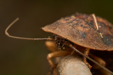 Details of a giant brown cockroach