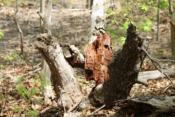Isolated dead tree trunk in a forest