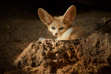 North African wildlife theme: Fennec fox, Vulpes zerda,  the smallest fox native to the deserts of North Africa. Direct eye contact, large ears, rocky desert. Sahara, Algeria.