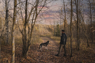 A young man walks with a husky dog ​​in the forest at sunset.