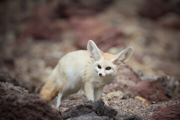 North African wildlife theme: Fennec fox, Vulpes zerda,  the smallest fox native to the deserts of...