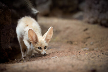North African wildlife theme: Fennec fox, Vulpes zerda,  the smallest fox native to the deserts of...
