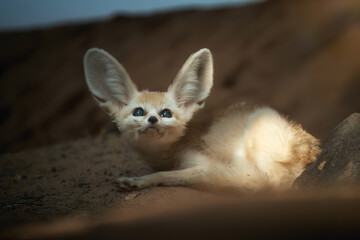 North African wildlife theme: Fennec fox, Vulpes zerda,  the smallest fox native to the deserts of North Africa. Direct eye contact, large ears, rocky desert. Sahara, Algeria. - obrazy, fototapety, plakaty