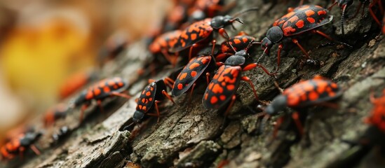 Bohemia River State Park in Maryland is infested with spotted lanternflies.