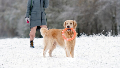 Beautiful Golden Retriever Dog Running And Playing With Owner Girl On A Snow