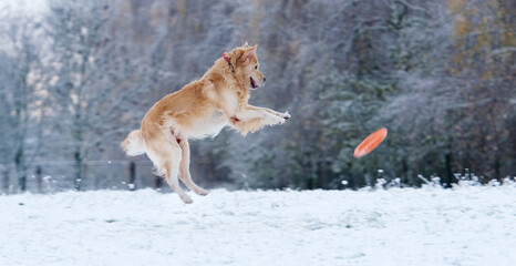 Funny Golden Retriever Dog Playing Outdoors In Winter