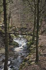 Vertical shot of the bridge above the creek in Blackwood forest. Ravenna Gorge, Germany