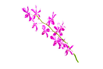Pink mokara calipso orchids stem (Tammy,  Punnee, Chitti, Tangerine) isolated on cut out PNG. Yellow mokara orchid with dark brown spots It's a cut flower plant. Ornamental plants. © Thepporn
