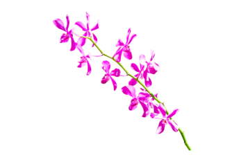 Pink mokara calipso orchids stem (Tammy,  Punnee, Chitti, Tangerine) isolated on cut out PNG. Yellow mokara orchid with dark brown spots It's a cut flower plant. Ornamental plants.