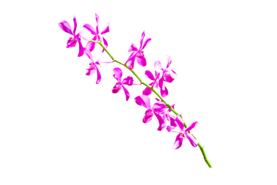 Pink mokara calipso orchids stem (Tammy,  Punnee, Chitti, Tangerine) isolated on cut out PNG. Yellow mokara orchid with dark brown spots It's a cut flower plant. Ornamental plants.