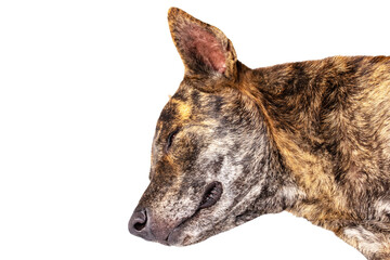Close-up of head tiger-striped brown dog is lying sleep on cut out PNG. Stray dog sleep on outside floor happily. In morning in middle of a road with no cars passing by.	