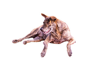 Close-up of head tiger-striped, brown dog is lying sleep on cut out PNG or transparent background. Stray dog sleep on outside floor happily. In morning in middle of a road with no cars passing by.	