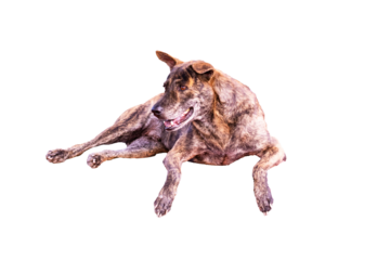 Close-up of head tiger-striped, brown dog is lying sleep on cut out PNG or transparent background. Stray dog sleep on outside floor happily. In morning in middle of a road with no cars passing by.	