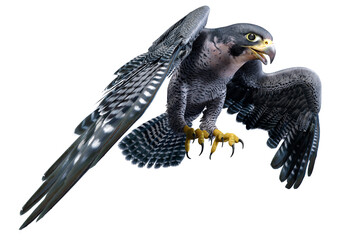 3D Rendering Falcon Bird on White
