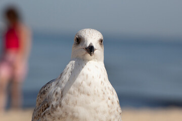 seagull on the sandy beach